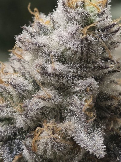 Let's See Your Frostiest Flowers