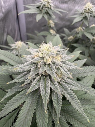Let's See Your Frostiest Flowers