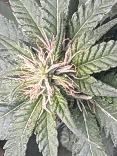 First female plant how’s she looking