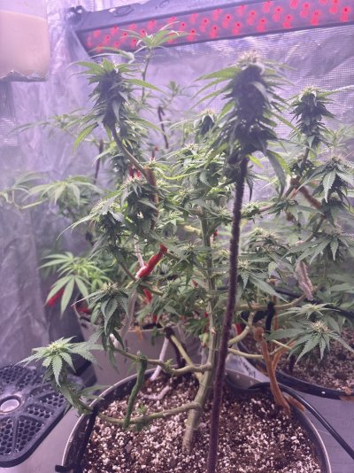 First female plant how’s she looking