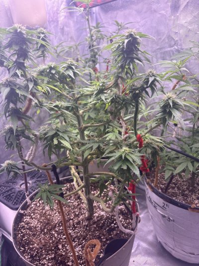 First female plant how’s she looking