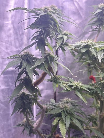 First female plant how’s she looking