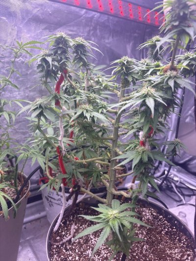 First female plant how’s she looking