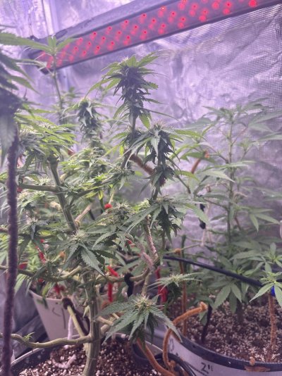 first-female-plant-hows-she-looking-6.jpeg