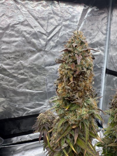 Cutting or not? Still waiting?