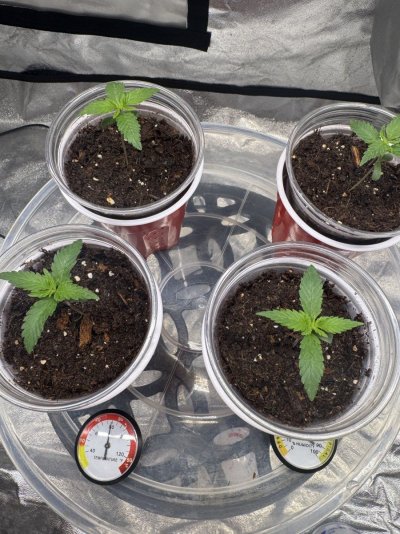 blueberry-muffin-grow-in-4x4.jpeg