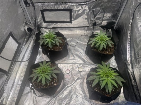 blueberry-muffin-grow-in-4x4-2.jpeg