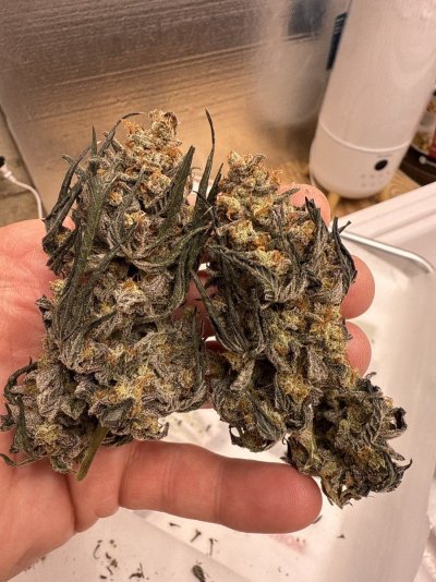 Let's See Your Frostiest Flowers