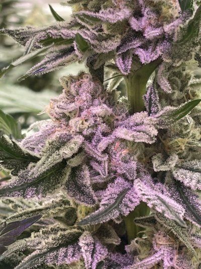 Let's See Your Frostiest Flowers