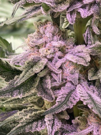 Let's See Your Frostiest Flowers