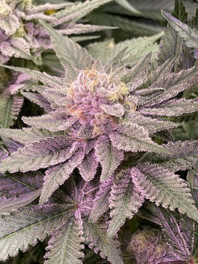 Let's See Your Frostiest Flowers