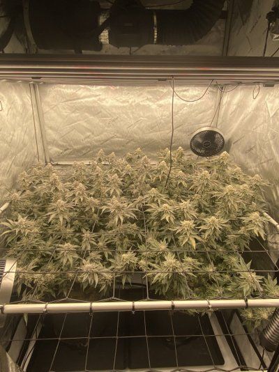 doobers grow tent, seedlings clones and flowers
