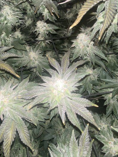 doobers grow tent, seedlings clones and flowers