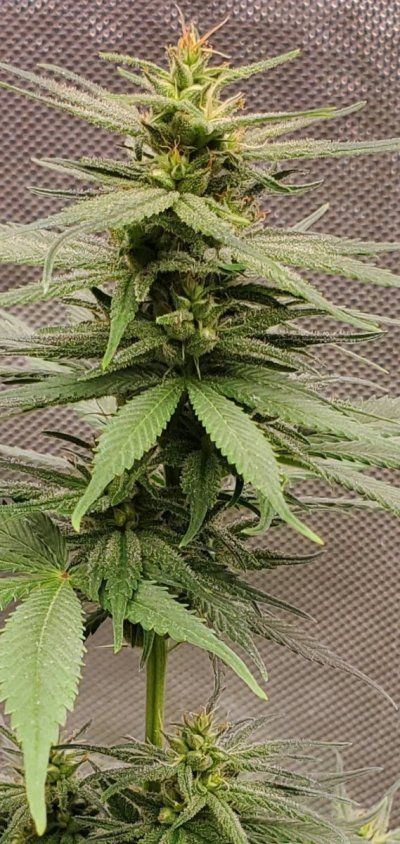 Bodhi Seeds Thread.