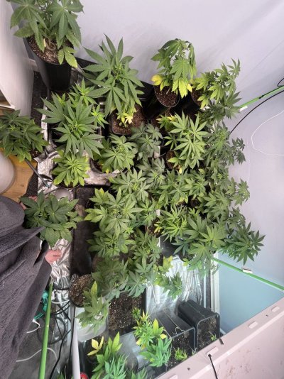 Plants don’t seem happy
