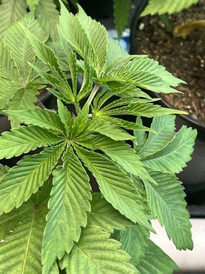 Plants don’t seem happy