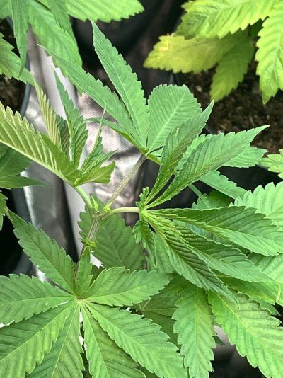 Plants don’t seem happy