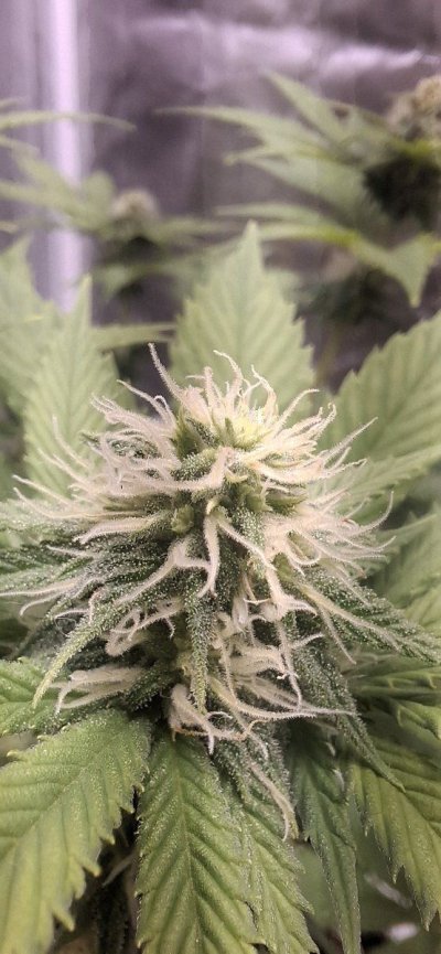 Calcium deficiency? New grower, advice needed!!