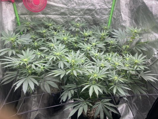 first-run-finally-in-flower-7.jpeg