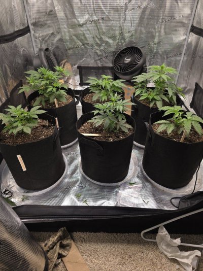 Tumble stumbles upon a Spider Farmer clip on fan.. Growing Blue Cheese, North Thunderfuck, Cali Blues, and Bruce Banner #2