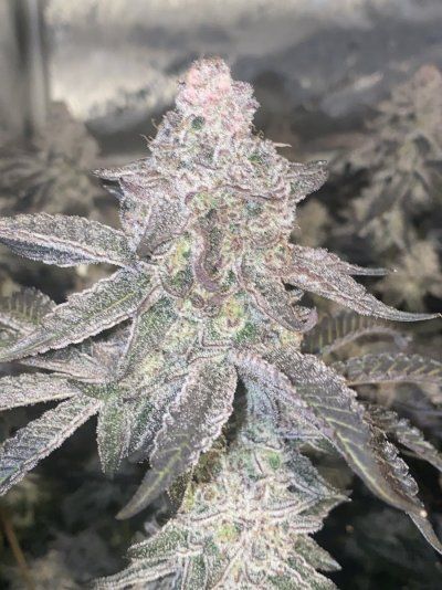 doobers grow tent, seedlings clones and flowers