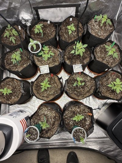 Feeding Recommended?? Experienced Growers Pls! Fox Farms Grow Big 6-4-4.