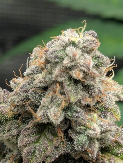 THE TRAINWRECK. Brought to you by thcfarrmer…..
