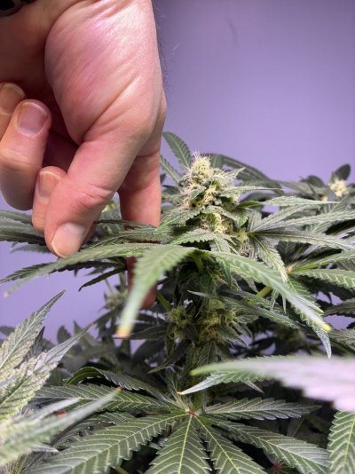 first-grow---week-7-of-flowering-3-autos-3-photos-9.jpeg