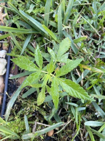 IMG_9693.jpeg