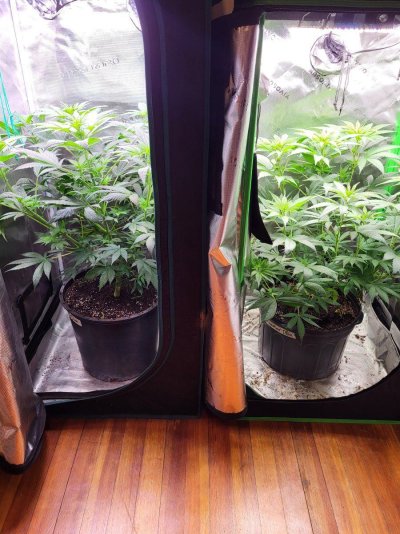 3rd Generation Cross - Mystery/Goldengate Haze/Agent Orange