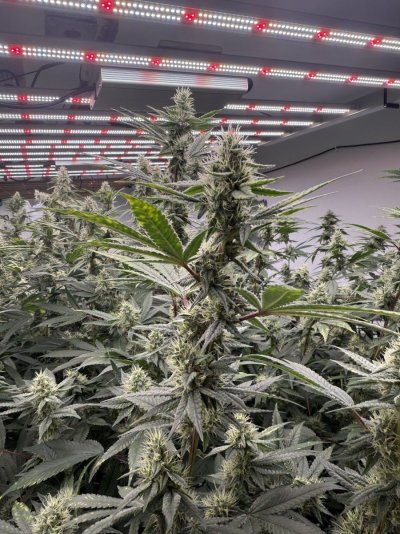 Diagnose what is going on !?