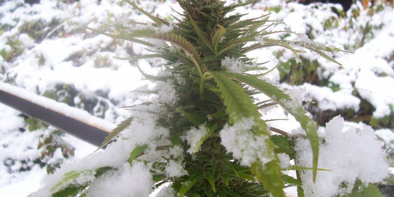 cannabis-plant-in-snow-1024x512.jpg