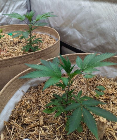 Week4Bytch ..The Cannabis Karen