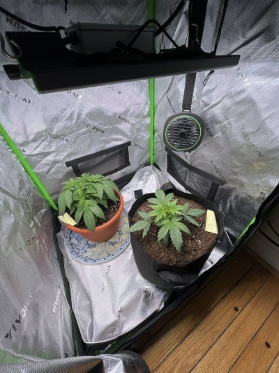 Anyone have any idea what’s happening here? These yellow spots appeared today.