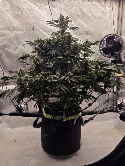 Doing a run of Hot Purple Pebbles by SoFem and a couple Grape Ape by Royal Queen