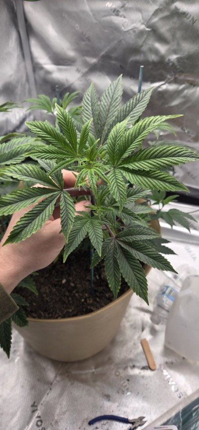 1st indoor grow organic soil