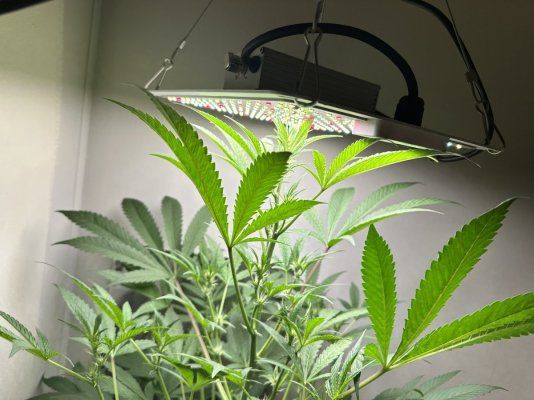 tropical cookies auto sativa alpha