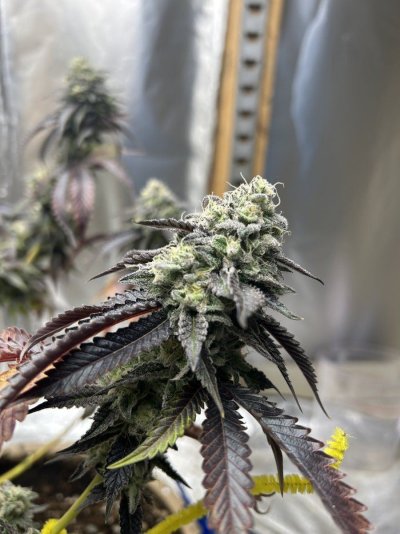 Let's See Your Frostiest Flowers