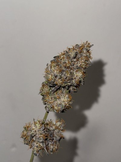 living-soil-recipe-recommendations-for-my-setup-6.jpeg