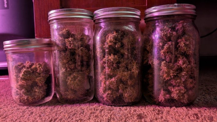 12-12 from seed community journal