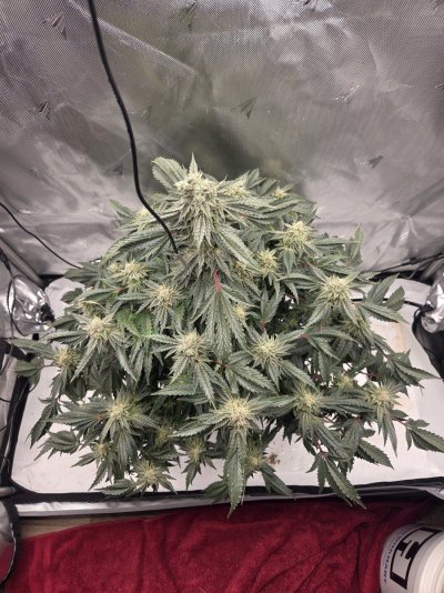 Doing a run of Hot Purple Pebbles by SoFem and a couple Grape Ape by Royal Queen