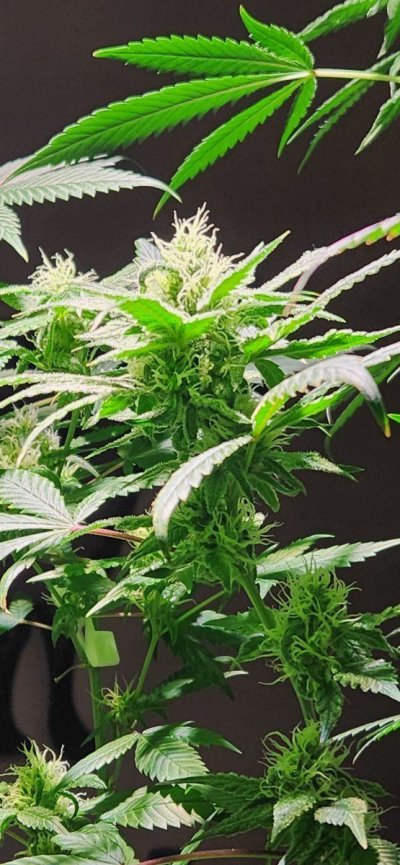 Tumble stumbles upon a Spider Farmer clip on fan.. Growing Blue Cheese, North Thunderfuck, Cali Blues, and Bruce Banner #2