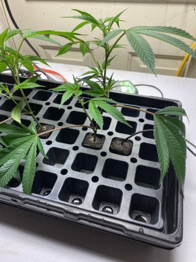 Trimming/pruning Clone branches and leaves...
