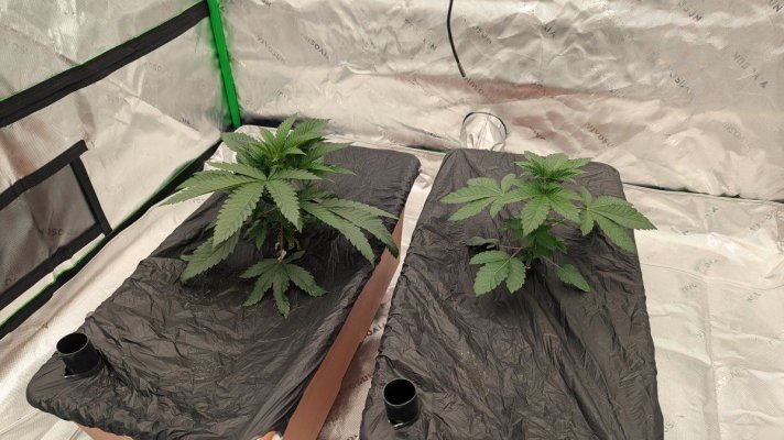 Week4Bytch ..The Cannabis Karen