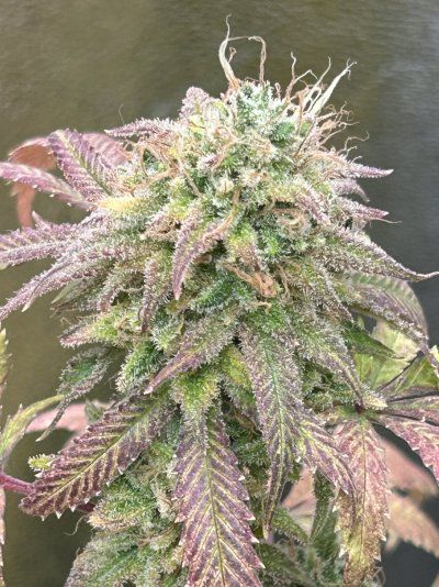 THE TRAINWRECK. Brought to you by thcfarrmer…..