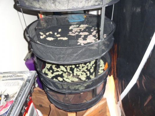DSC01037.JPG