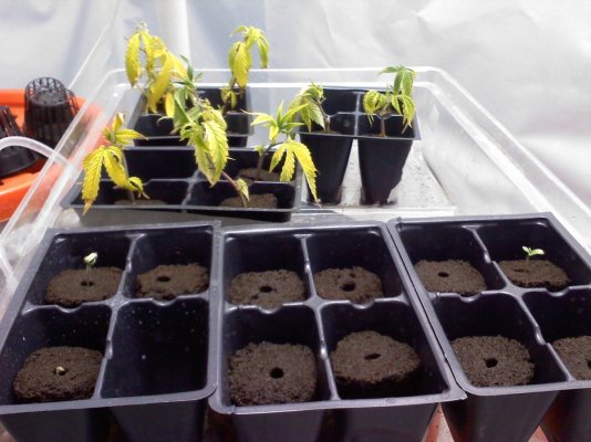 Seeds and clones 2-3-12.jpg