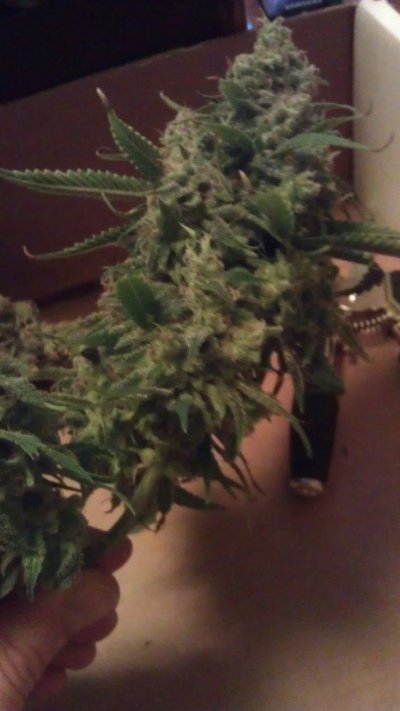 JH fresh chopped top.jpg
