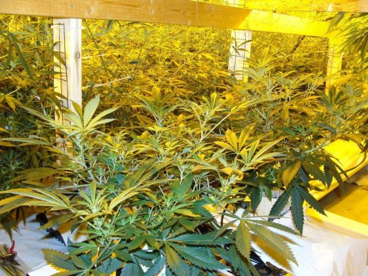 CDsflower14.jpg