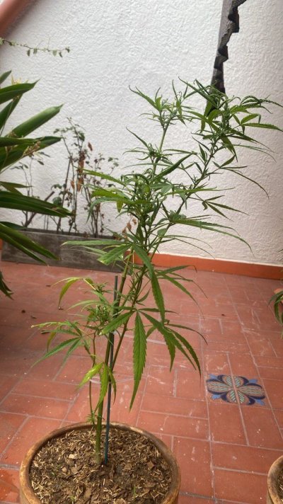 newbie-virgin-plant-grower-colombia-3.jpg